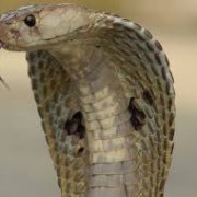 indiai pápaszemes kobra